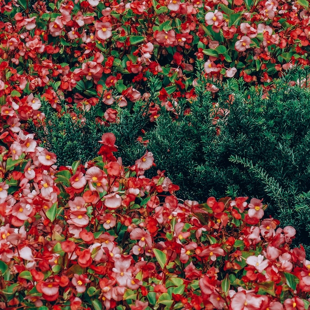 Fundo verde de flores do parque. Conceito de amante de plantas