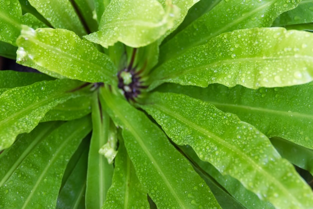 fundo verde de folhas com pingos de chuva
