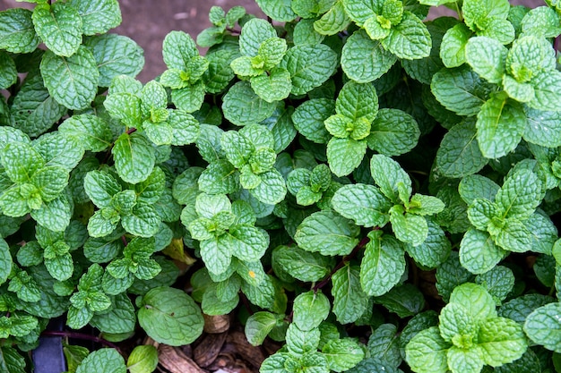 Fundo verde de folhas de hortelã