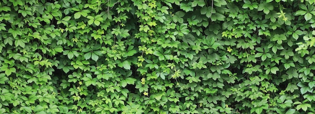 Fundo verde de folhas de plantas