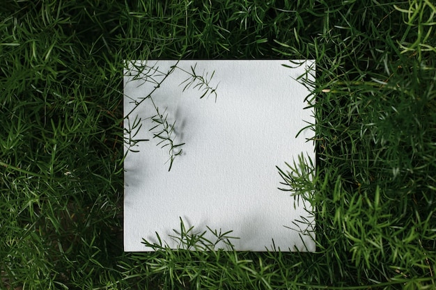 Fundo verde de folhas verdes frescas de samambaia de espargos com um cartão em branco Asparagus aethiopicus