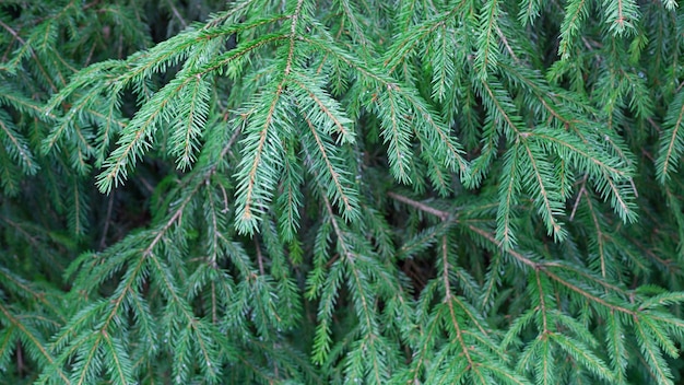 Fundo verde de galhos de árvores de abeto. Árvore de natal na natureza