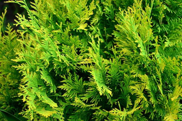 Fundo verde de galhos de thuja