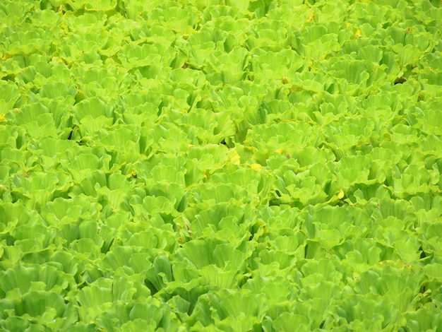 Fundo verde de jacinto de água