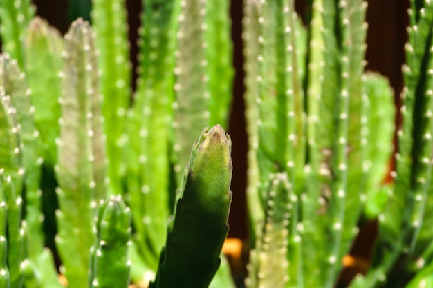 Fundo verde de planta natural - hastes suculentas da suculenta stapelia grandiflora ou gettleffii