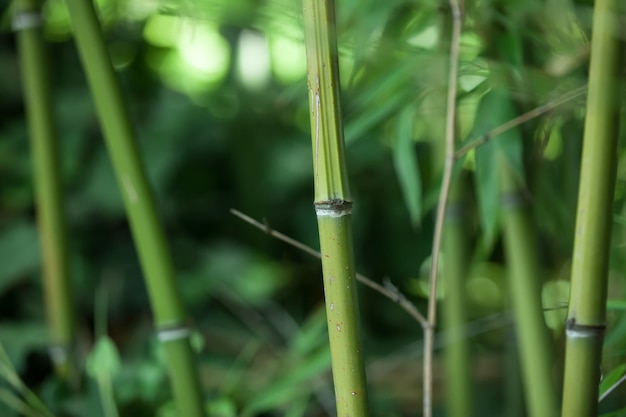 Fundo verde de troncos e folhas