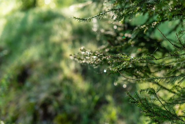 Fundo verde desfocado com sol e folhas