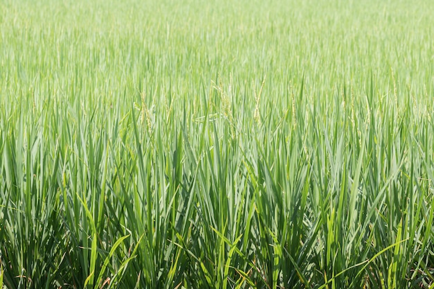 Fundo verde do campo de arroz.