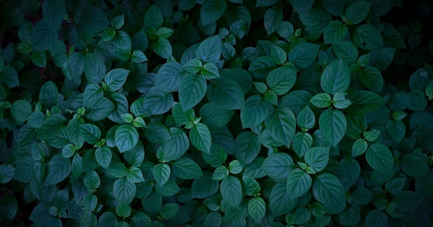 Fundo verde escuro da natureza da folha tropical da folha