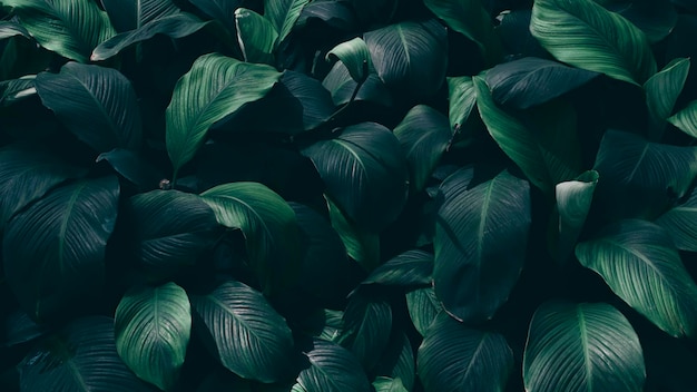 Foto fundo verde escuro da natureza da folha tropical