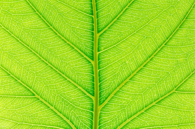 Fundo verde folha natural com luz para trás para design gráfico
