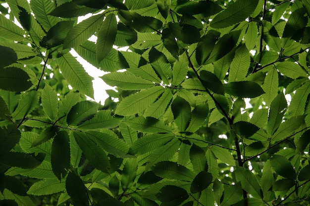 Fundo verde folha texturizado fotografado de baixo no fundo do céu claro