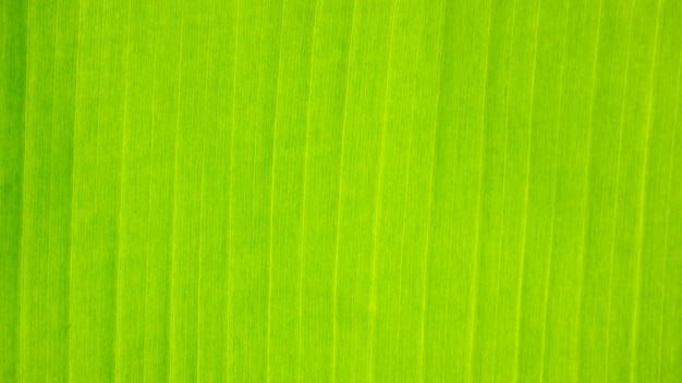 Fundo verde fresco da textura da folha da banana