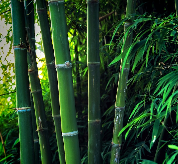 Foto fundo verde natural da floresta de bambu na luz do dia brilhante da atmosfera.