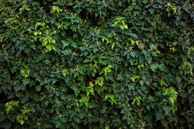 Fundo verde natural de folhas de hera crescendo em uma parede ao ar livre