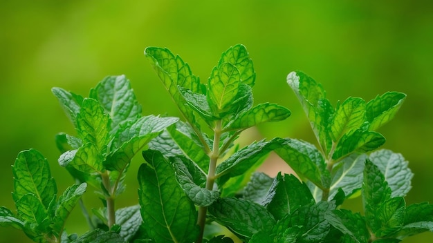 Fundo verde natural de folhas de hortelã