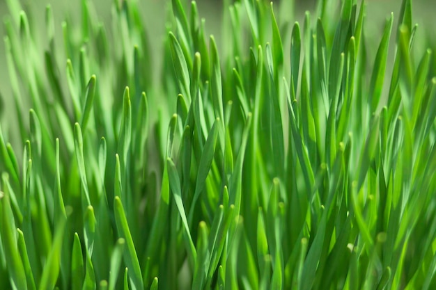 Fundo verde perfeito fundo natural de grama verde