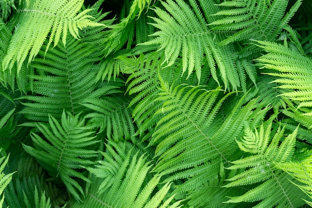 Fundo verde samambaia, folhas verdes frescas textura