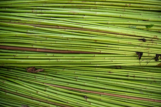 Fundo verde textura de juta crua. Esta é a fibra dourada chamada em Bangladesh