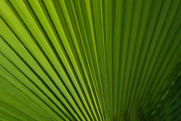 Fundo verde tropical. Fundo verde da textura das palmeiras de coco. Coqueiros tropicais no céu, fundo da natureza.