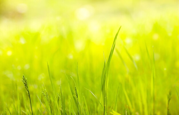 fundo verde turva com grama em um prado ensolarado