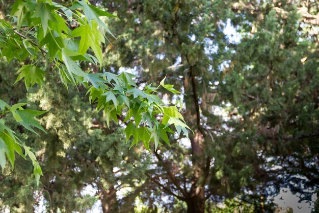 Fundo verde vegetação no verão fora de foco