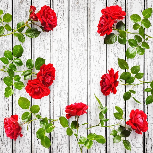 Fundo vermelho das rosas