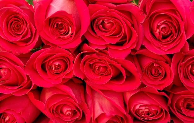 Fundo vermelho das rosas