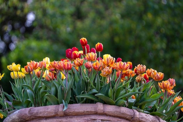 Fundo vermelho e amarelo colorido bonito das tulipas. Campo de flores da primavera. Tulipas no canteiro de flores em Danang, Vietnã