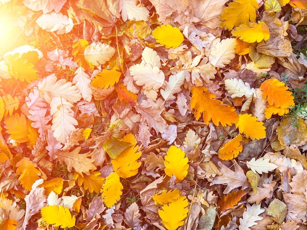 Fundo vermelho e laranja das folhas de outono com clarão solar Imagem colorida de fundo das folhas de outono caídas