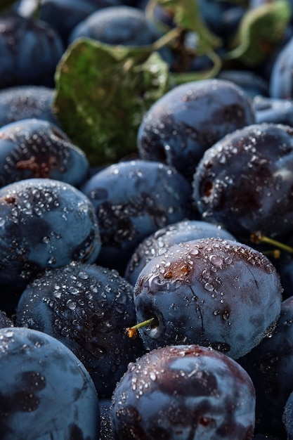 Fundo vertical de ameixas orgânicas frescas em gotas de água closeup Lindas ameixas de frutas maduras colheita de frutas no outono ecoprodutos da fazenda