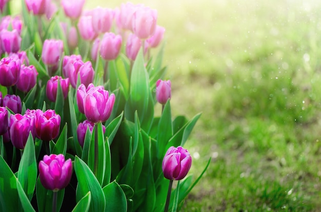 Fundo violeta, roxo, lilás das tulipas. conceito de verão e primavera, copie o espaço.