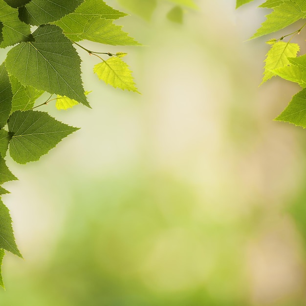 Foto fundos ambientais abstratos com folhagem de bétula e bokeh de beleza