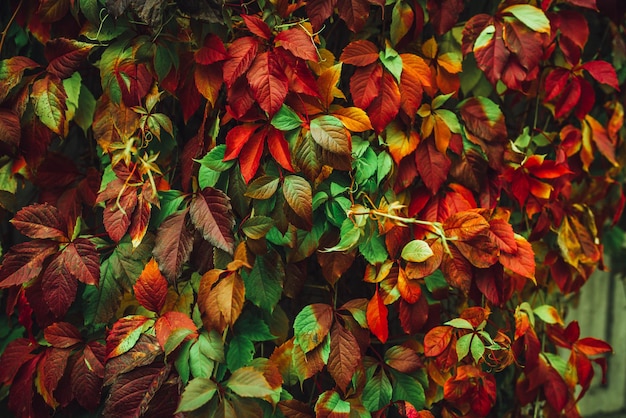 Foto fundos coloridos da natureza com folhas de outono. cores misturadas do fundo da natureza. folhas de outono vermelhas mi