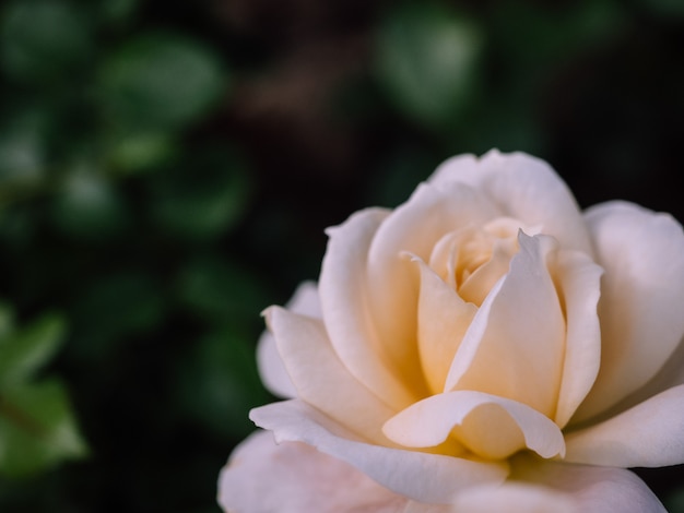 Fundos de rosas para o dia dos namorados ou outra celebração, foco seletivo