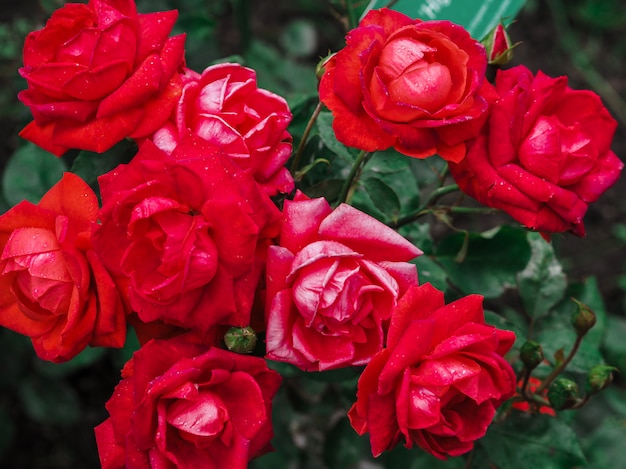 Fundos de rosas para o dia dos namorados ou outra celebração, foco seletivo