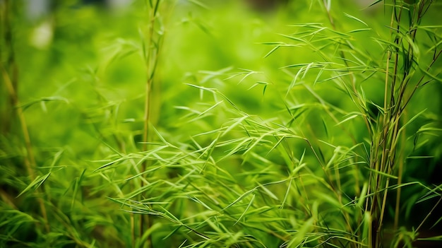 fundos naturais de bambu verde