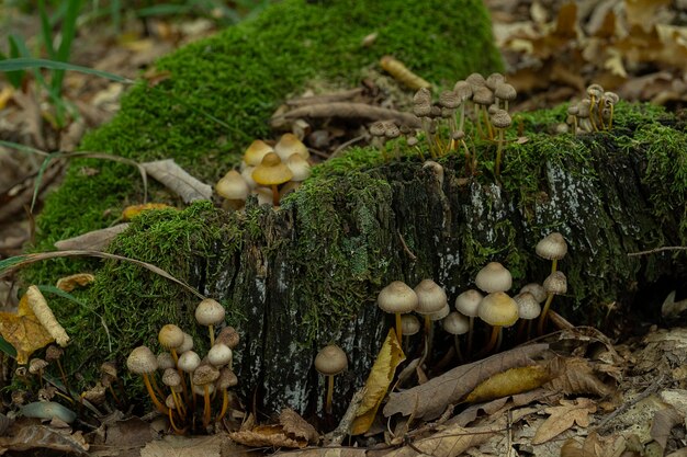 Fungi coprinellus disseminatus cresce em grandes grupos aglomerados em árvores árvore podre com musgo