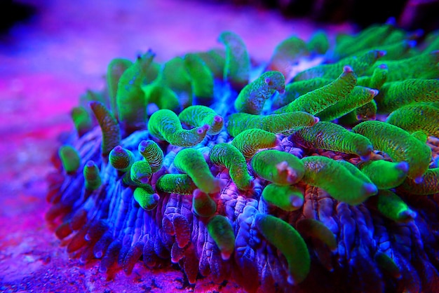 Foto fungia - placa lps coral fotografía macro en tanque de acuario de arrecife