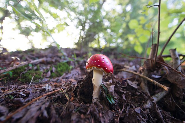 Foto fungo amanita muscaria na madeira,