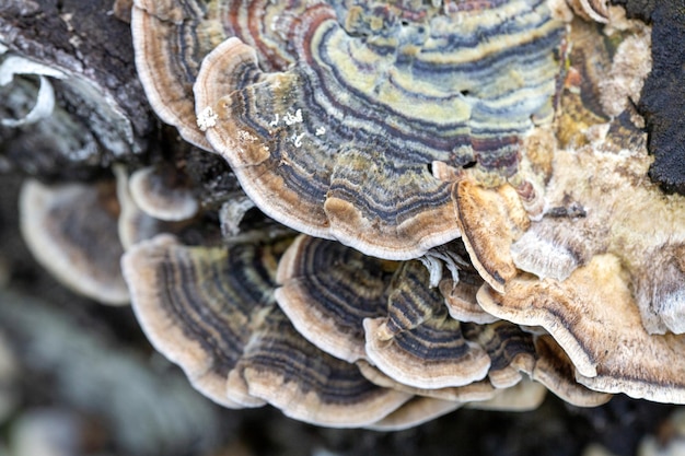 Fungo de árvore Polyporaceae em um toco de árvore Fungo parasita Ecossistema florestal