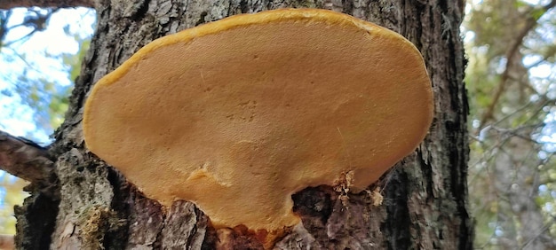 Fungo de madeira crescendo em tronco de pinheiro velho