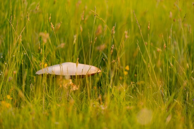 fungo macrolepiota procera em prado ensolarado em grama alta