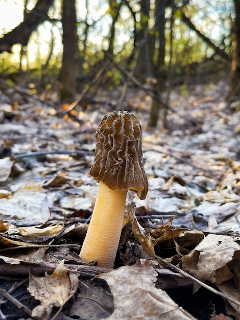 Fungo morel precoce Verpa bohemica Cogumelo selvagem comestível e saboroso Cogumelo cru enrugado