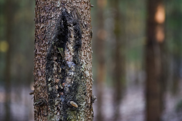 Fungo no tronco de uma árvore doente na floresta.