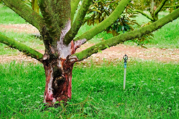 Foto fungo nos galhos das árvores durian