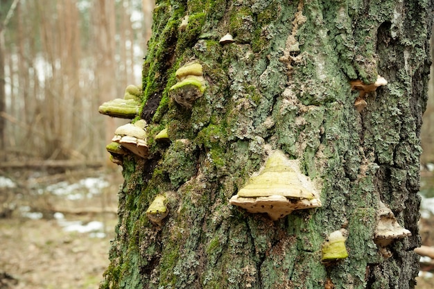 Fungo Tinder na árvore. Fungo Tinder. Cogumelo Chaga na árvore. Grandes cogumelos lenhosos cresciam em um tronco de árvore coberto de musgo.