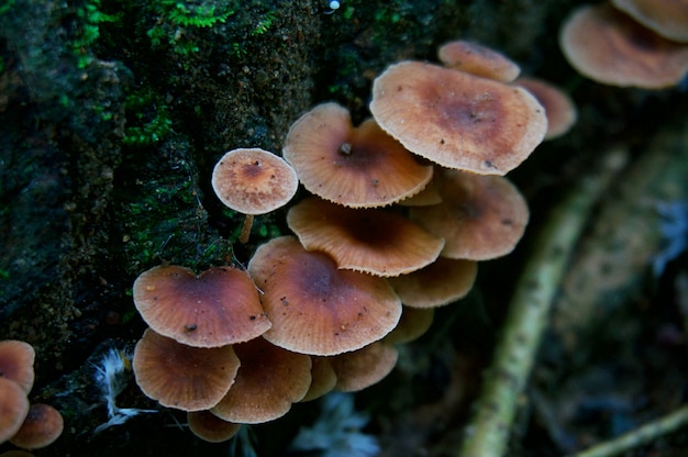 Fungus cogumelos e periscopios toadstools na natureza bonita de musgo.