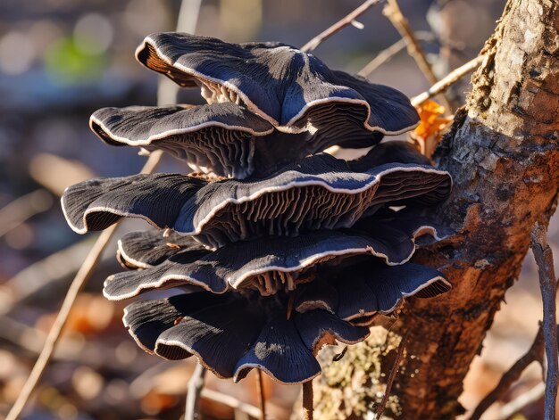 Foto fungus oreja de árbol negra o hongo de oreja de madera aislado en fondo blanco auricularia polytricha