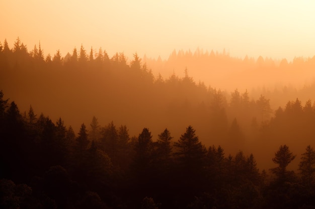 Funkelnde Morgendämmerung in einem nebligen Wald